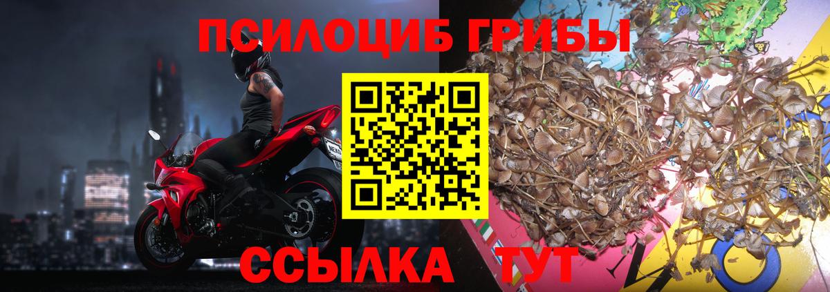 Галлюциногенные грибы Psilocybe Алушта